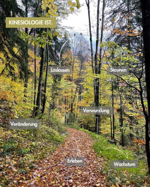 Mit Kinesiologie Antworten auf Fragen finden🌿✨
- was möchtest du verändern?
- wo wünscht du dir Wachstum?
- mit was möchtest du verwurzelt sein?
- wann staunst du über dich?
- warum lässt du nicht los? 
- was möchtest du erleben? 

#kinesiologie #fragen #natur #komplementärtherapie